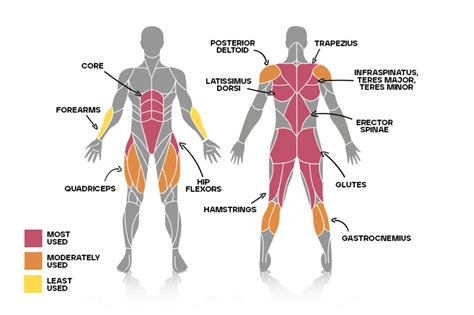 Which muscles do Deadlifts work? | Bulk™