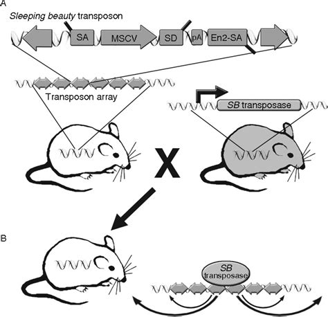 Figure 1 from Genetically engineered mouse models in cancer research ...