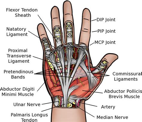 Hand anatomy, Anatomy, Medical knowledge