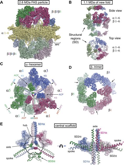 The Crystal Structure of Yeast Fatty Acid Synthase, a Cellular Machine ...