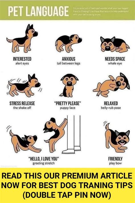 What Tricks Should My Dog Know