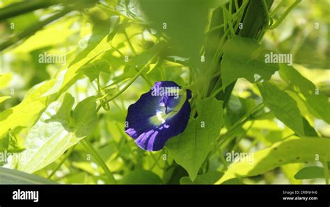 Blooming Blue Pea Flower Stock Photo - Alamy