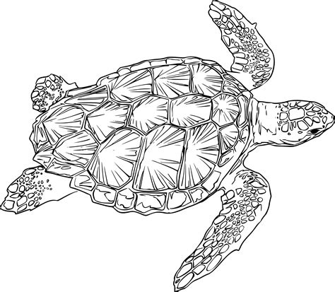 Clipart turtle outline, Clipart turtle outline Transparent FREE for ...