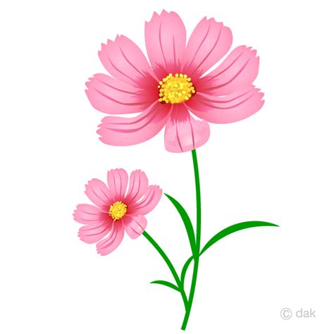 Cosmos Flower Blooming Clip Art Free PNG Image｜Illustoon