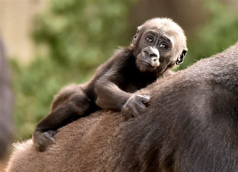 Cubs, Pups & Baby Apes Now Playing! - Cincinnati Zoo & Botanical Garden®