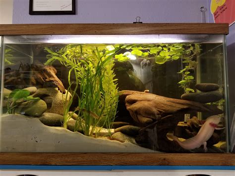 Setting Up An Axolotl Tank – MudFooted