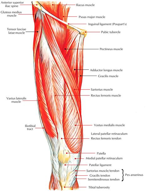 Easy Notes On 【Muscles of Anterior Compartment of The Thigh】