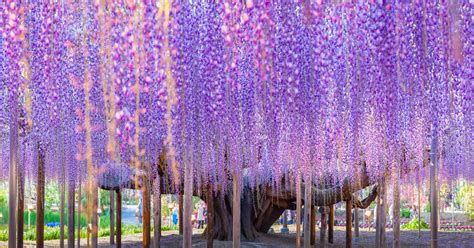 Gorgeous Wisteria Trees in Japan Are Magical as They Bloom