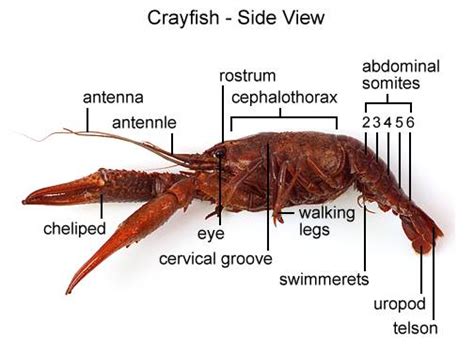 Aqua Fanatic: Crayfish Anatomy