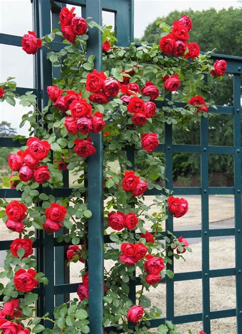 Arborose® Florentina™ Rose - Dewar Nurseries