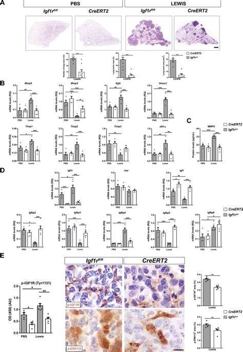 Reduced tumor burden and decreased expression of metastasis markers ...