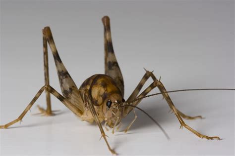 What You Need To Know About Spider Crickets And How To Get Rid Of Them ...