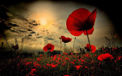 Armistice Day 2019: Poppies, commemorations and why the act of ...