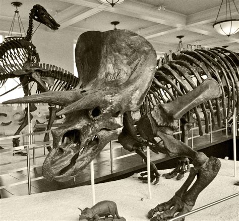 Triceratops Fossils at American Museum of Natural History