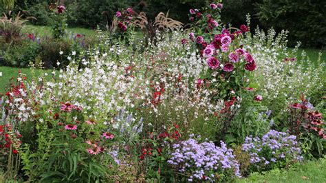 How To Grow And Take Care Of Gaura Plants