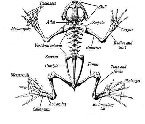 Skeletal Anatomy of a Frog - Bones Within A Frog