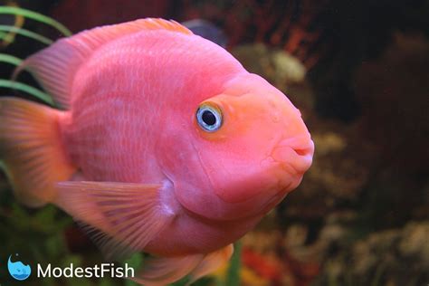 Blood Parrot Cichlid Care: Complete Guide For Aquarists