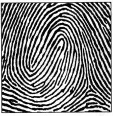 Fingerprint Patterns