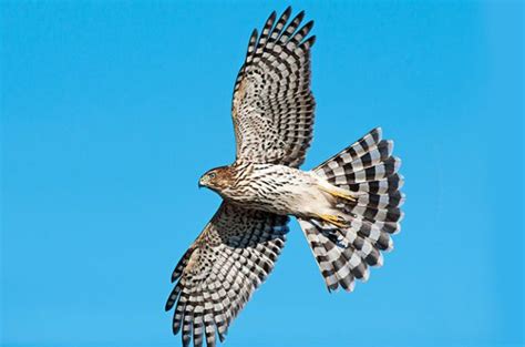 6 Must-Visit Hawk Migration Hot Spots - Birds and Blooms