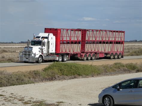 Kenworth cattle truck, near Tullakool, NSW. | Alex Passmore | Flickr