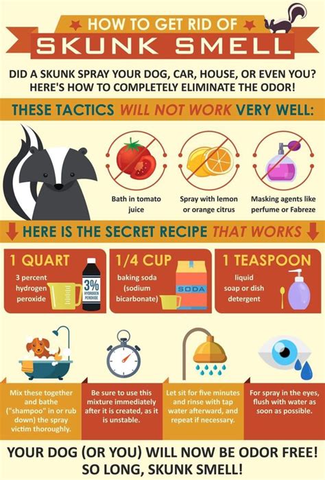 Visual : How To Get Rid Of Skunk Smell - Infographic.tv - Number one ...