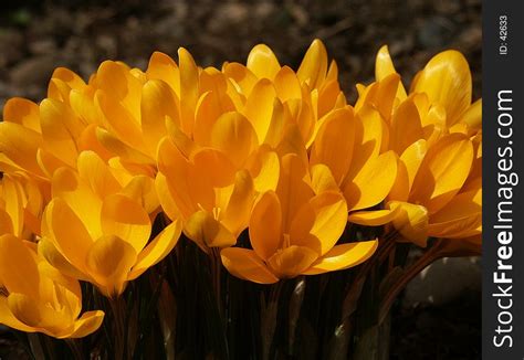 1+ Yellow crocus 04 Free Stock Photos - StockFreeImages