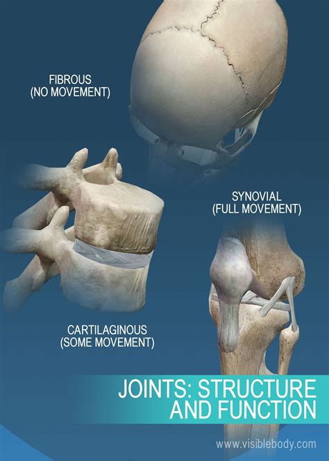 Types Of Skeletal Joints Poster Joint Anatomy Chart | Images and Photos ...