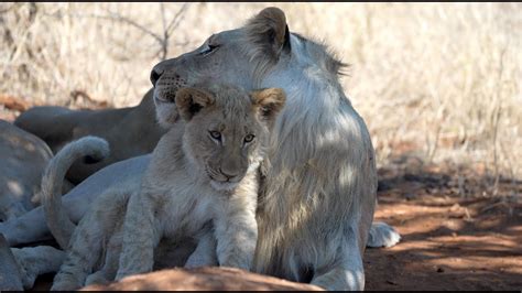 🦁 Lion Cub Love & Family Fun in Breathtaking 4K Slow Motion: Madikwe ...