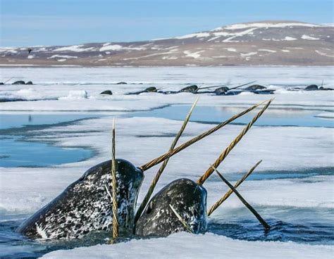 The ever elusive Narwhals in the Canadian Arctic, where it's home to ...