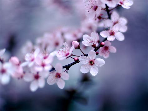 Cherry Blossom Flower wallpaper | 1600x1200 | #78159