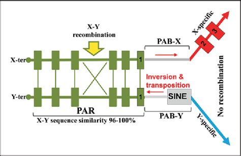 Y chromosome Definition and Examples - Biology Online Dictionary