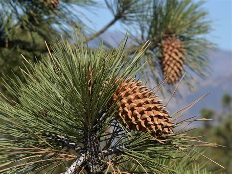 Pinus coulteri - Coulter Pine care and cultivation | Travaldo's blog