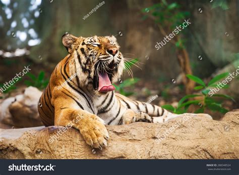 Sumatran Tiger Roaring Stock Photo 288348524 | Shutterstock