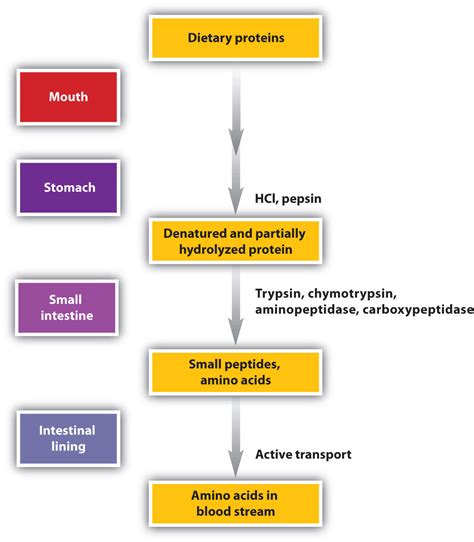 How does fat digestion differ from that of protein? | Socratic