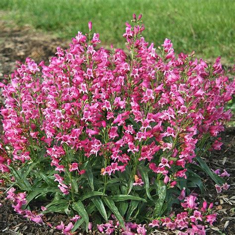 Penstemon barbatus Rock Candy® Pink | White Flower Farm