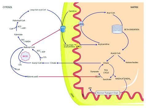 Simplified malonic acid pathway. ACC: acetyl-CoA carboxylase; ACS ...