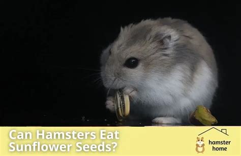 Can Hamsters Eat Sunflower Seeds? Healthy Treat Or A Hazard? • Hamster Home