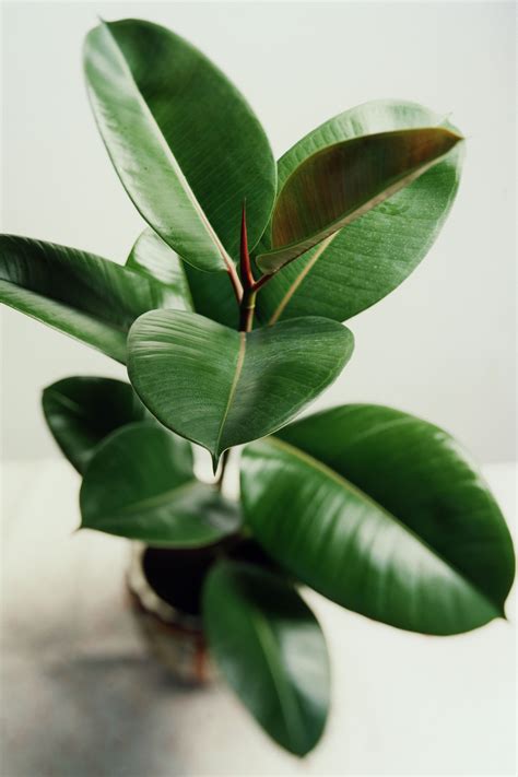 The 25 Indoor Plants You Can't Kill | Rubber plant, Plants and Houseplants