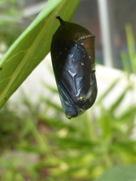 Queen Butterfly Chrysalis | Project Noah