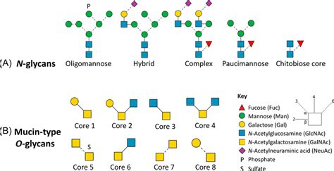 of key human N‐ and O‐linked glycosylation. (A) N‐glycans are ...