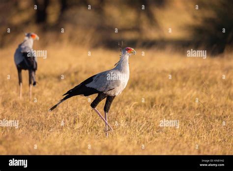 Secretary birds (Sagittarius serpentarius). Okavango Delta, Botswana ...