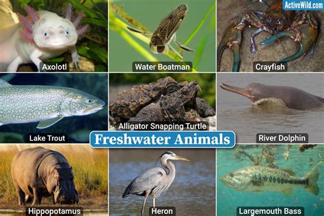 80 Freshwater Animals And Plants: List With Pictures, 51% OFF