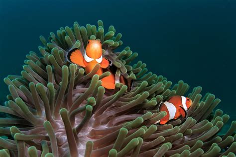 Clownfish and Host Anemone Matches