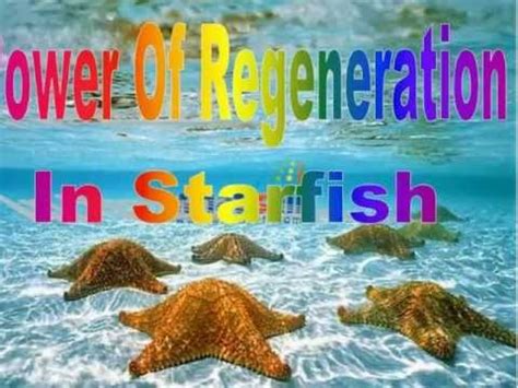 Starfish Regeneration