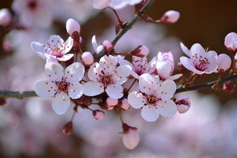 Pink Cherry Blossom In Close Up Photography · Free Stock Photo