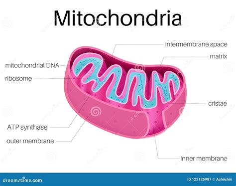 Illustration Structure of Mitochondria Stock Vector - Illustration of ...