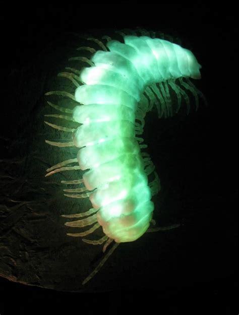 Top 10 Amazing Bioluminescent Animals on Planet Earth