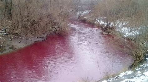 Ducks refuse to enter rivers in Russia as they turn ‘blood red ...