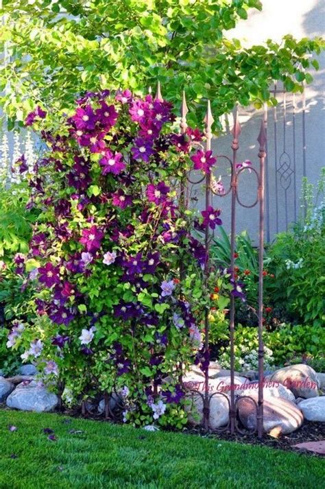 Clematis Trellis - MyPlant