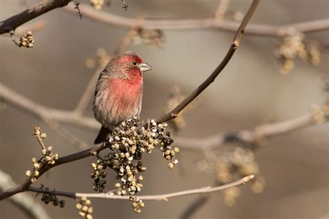 House Finch | Audubon Field Guide